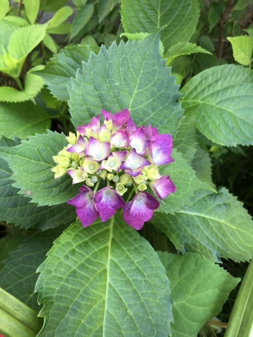 6月紫陽花の季節