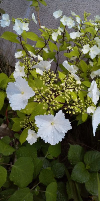 5月・お花の綺麗な季節・連休のご案内