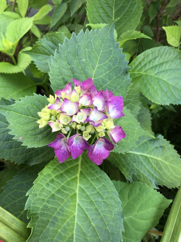 画像: 6月紫陽花の季節